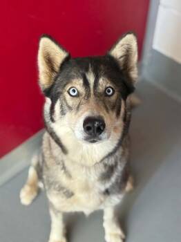 MERIDA -  Siberian Husky and Mixed Breed Dog for Adoption in Visalia, California - MERIDA | PetCurious