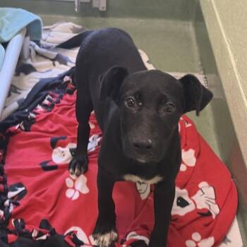 Kelly -  Mixed Breed Dog for Adoption in West Palm Beach, Florida - Kelly | PetCurious