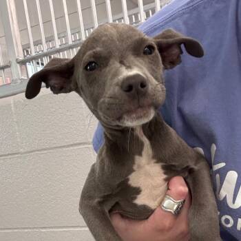 Nebraska -  Pit Bull Terrier Dog for Adoption in Fort Wayne, Indiana - Nebraska | PetCurious