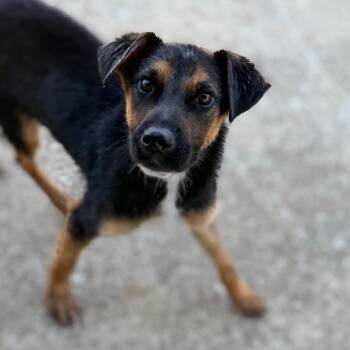 Po Boy -  Shepherd and Mixed Breed Dog for Adoption in Brownsboro, Alabama - Po Boy | PetCurious