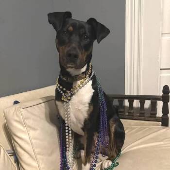 Xena (fka Bahn Mi) -  Catahoula Leopard Dog and Spaniel Dog for Adoption in New Orleans, Louisiana - Xena (fka Bahn Mi) | PetCurious