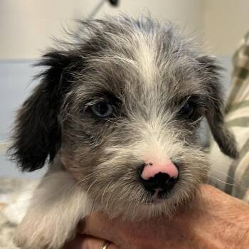 Orchard Pup: SugarBee -  Yorkshire Terrier and Mixed Breed Dog for Adoption in Falls Church, Virginia - Orchard Pup: SugarBee | PetCurious