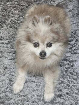 Pomeranian Dogs Available for Adoption in Saginaw, Michigan - Gracie | PetCurious
