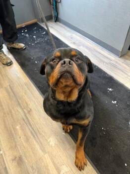 Rottweiler Dogs Available for Adoption - Russel | PetCurious