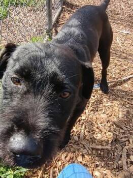 Schnauzer and Terrier Dogs Available for Adoption in Palm Coast, Florida - T`Challa | PetCurious