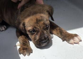 Pit Bull Terrier and Mixed Breed Dogs Available for Adoption in Houston, Texas - A655365 | PetCurious