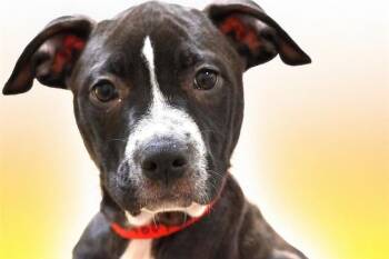 ADELE -  American Bulldog and Mixed Breed Dog for Adoption in Fort Lauderdale, Florida - ADELE | PetCurious