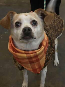 Rescue Chihuahua Dogs for Adoption in Clayton, North Carolina - Poet | PetCurious