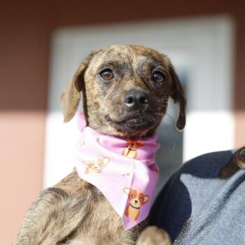 TIGRESA -  Terrier Dog for Adoption in San Antonio, Texas - TIGRESA | PetCurious
