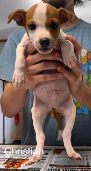 Christian -  Jack Russell Terrier Dog for Adoption in Waverly, Tennessee - Christian | PetCurious