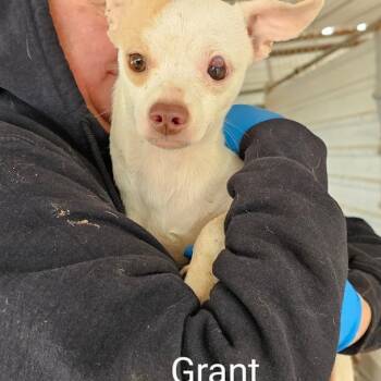 Rescue Chihuahua Dogs for Adoption in Midland, Texas - Grant | PetCurious