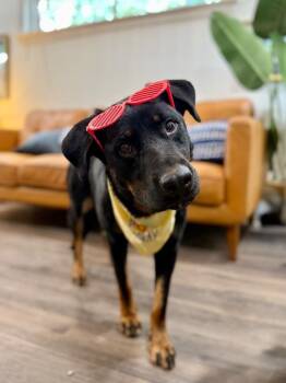 Dinah Dove Gentle Heart -  Rottweiler and Anatolian Shepherd Dog for Adoption in Friendswood, Texas - Dinah Dove Gentle Heart | PetCurious
