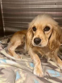 Lucille -  Cocker Spaniel Dog for Adoption in Austin, Texas - Lucille | PetCurious