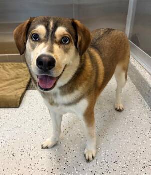 BLUE -  Husky and Labrador Retriever Dog for Adoption in Forney, Texas - BLUE | PetCurious