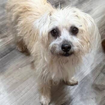 Morticia -  Terrier Dog for Adoption in Las Vegas, Nevada - Morticia | PetCurious