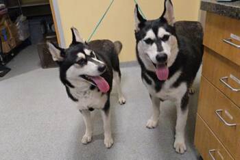 Rescue Siberian Husky Dogs for Adoption in Tustin, California - JAYDEN | PetCurious