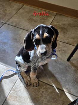 Bluetick Coonhound Dogs Available for Adoption - Gretta | PetCurious