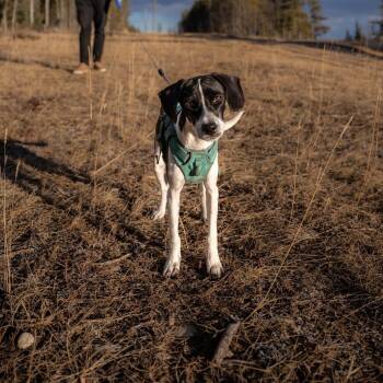 Hound Dogs Available for Adoption - Patches | PetCurious