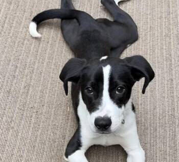 English Coonhound and Pit Bull Terrier Dogs Available for Adoption in Richmond, Virginia - Pita | PetCurious