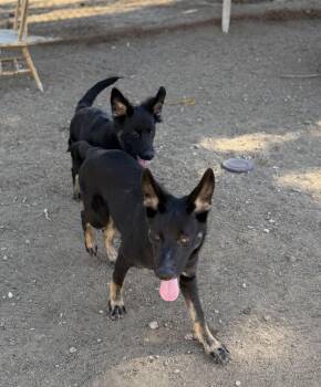 Rescue German Shepherd Dog Dogs for Adoption in Jefferson City, Missouri - Lizzie & Josie NEED FOSTERS | PetCurious