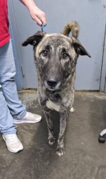 Kova -  Shepherd Dog for Adoption in Evansville, Indiana - Kova | PetCurious