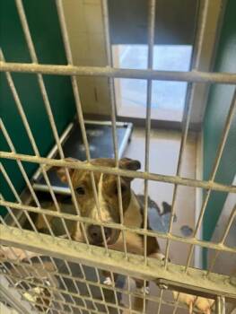 Rescue Pit Bull Terrier and Mixed Breed Dogs for Adoption in Texas City, Texas - JOY | PetCurious