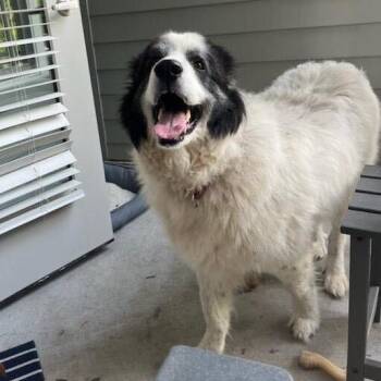 George -  Great Pyrenees and Australian Shepherd Dog for Adoption in Waynesville, North Carolina - George | PetCurious