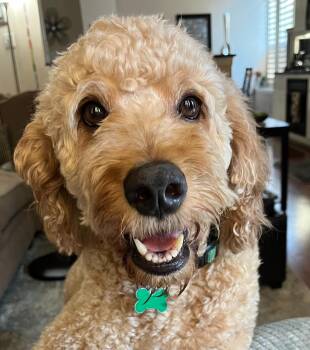 Winston Von Wigglebottom -  Goldendoodle Dog for Adoption in Garland, Texas - Winston Von Wigglebottom | PetCurious