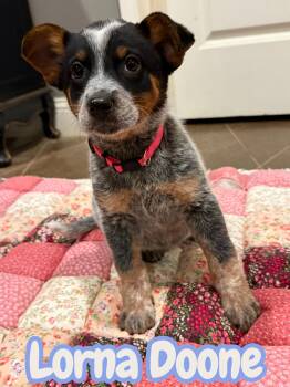 Lorna Doone -  Australian Cattle Dog Blue Heeler Dog for Adoption - Lorna Doone | PetCurious