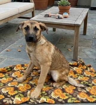 Shepherd Dogs Available for Adoption - **RUE** | PetCurious