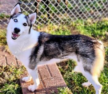 Rescue Husky and Mixed Breed Dogs for Adoption in Houston, Texas - SALLY | PetCurious