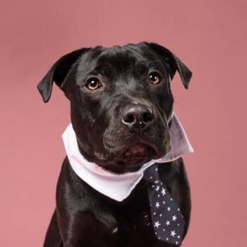T-Rex -  Mixed Breed Dog for Adoption in Atlanta, Georgia - T-Rex | PetCurious