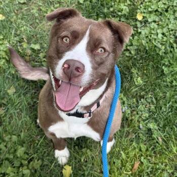 Collie Dogs Available for Adoption in Narberth, Pennsylvania - Callie | PetCurious