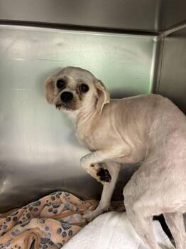 Grace -  Shih Tzu Dog for Adoption in Marietta, Georgia - Grace | PetCurious