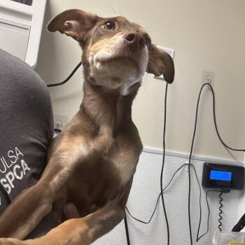 Levi -  Mixed Breed Dog for Adoption in Tulsa, Oklahoma - Levi | PetCurious