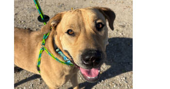 Rescue Labrador Retriever Dogs for Adoption in Papillion, Nebraska - Hank (Fostered In Omaha) | PetCurious