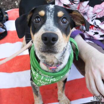 Australian Cattle Dog Blue Heeler and Labrador Retriever Dogs Available for Adoption in Washington, District Of Columbia - Balto | PetCurious