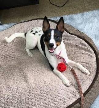 Rescue Jack Russell Terrier Dogs for Adoption in Gary, Indiana - Patch | PetCurious