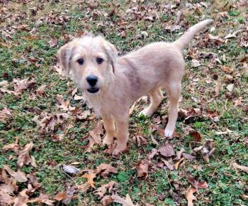 Mixed Breed Dogs Available for Adoption - Honeycomb Crunch | PetCurious