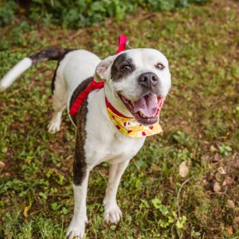 Addie -  Boxer Dog for Adoption in Newborn, Georgia - Addie | PetCurious