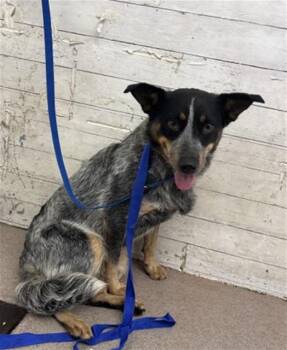 MADISON -  Australian Cattle Dog Blue Heeler Dog for Adoption in San Bernardino, California - MADISON | PetCurious