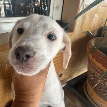 Finn -  Labrador Retriever and Cattle Dog Dog for Adoption in San Diego, California - Finn | PetCurious