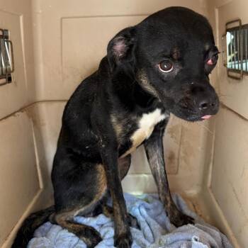 Mixed Breed Dogs Available for Adoption in Huntington, West Virginia - Dwayne Stray Hold 5/16 | PetCurious
