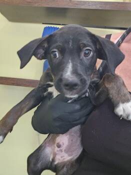 Flint -  Black Mouth Cur Dog for Adoption in Lakeland, Florida - Flint | PetCurious