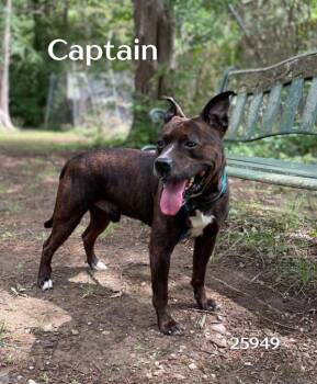Rescue Pit Bull Terrier and Mountain Cur Dogs for Adoption in Oak Ridge, Tennessee - Captain | PetCurious