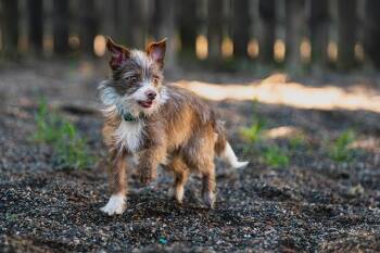 Shirley -  Chihuahua and Shetland Sheepdog Sheltie Dog for Adoption in Red Wing, Minnesota - Shirley | PetCurious