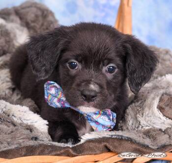 Labrador Retriever Dogs Available for Adoption in Pittsboro, North Carolina - Falcon | PetCurious