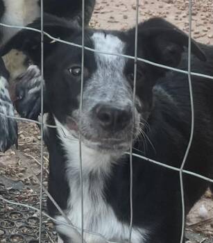 Toby -  Australian Cattle Dog Blue Heeler Dog for Adoption in Longmont, Colorado - Toby | PetCurious