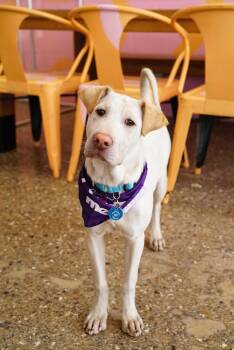Labrador Retriever and Shar Pei Dogs Available for Adoption - Cinderella  | PetCurious