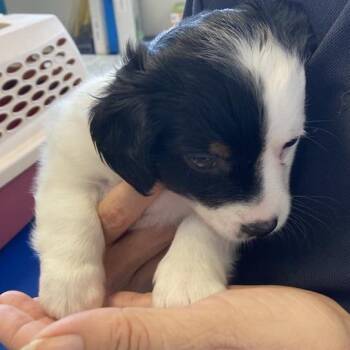 Marshmallow -  Jack Russell Terrier and Australian Shepherd Dog for Adoption in Hawthorne, California - Marshmallow | PetCurious